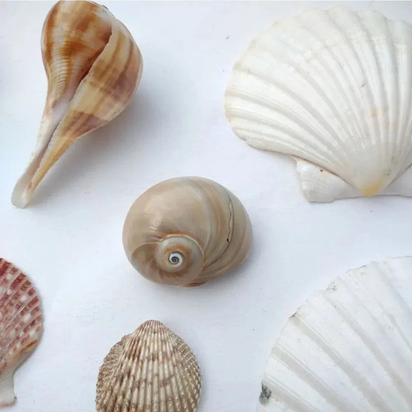 Seashell Lot Clearwater Beach, Florida - Picture 6 of 11